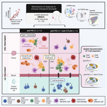 immunity_PDCD1_CLTA4.jpg