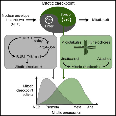 molcell_timer.jpg